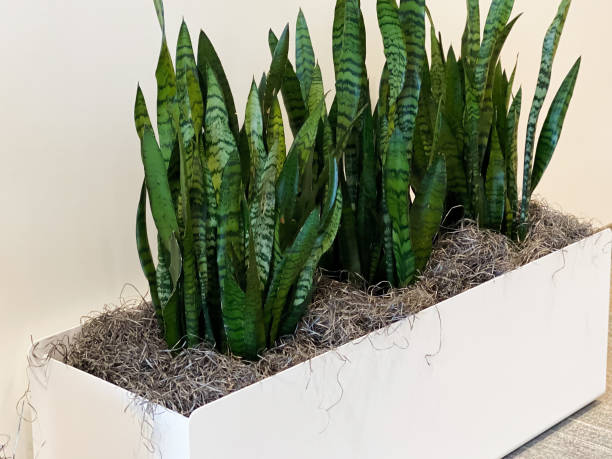 snake plant