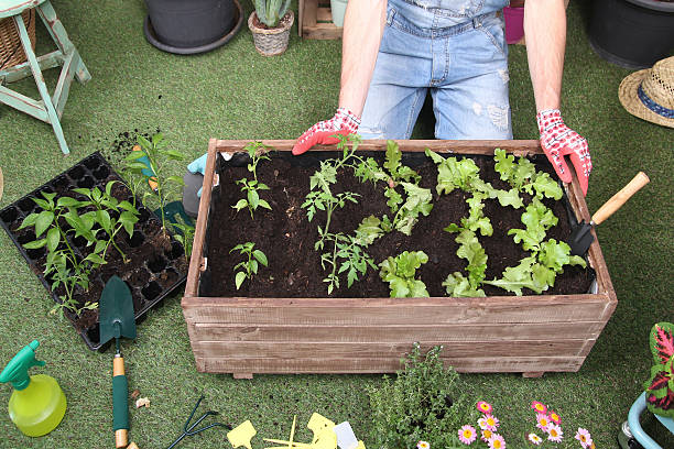 what edible plants can you grow indoors