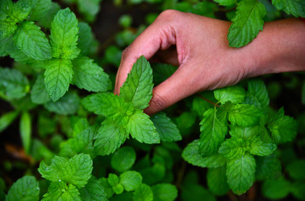 HOW TO GROW BEST HERBS IN POTS​