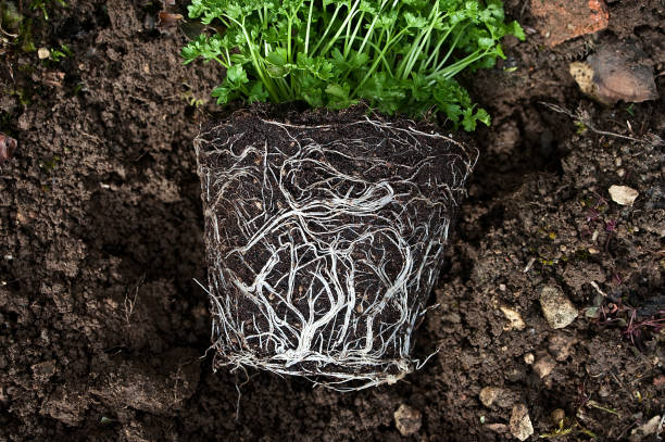 what is good soil drainage