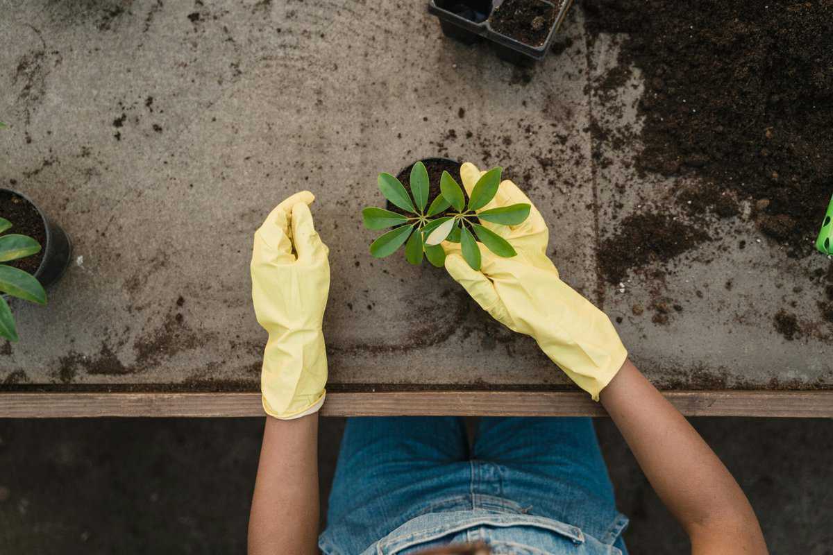 container gardening for beginners