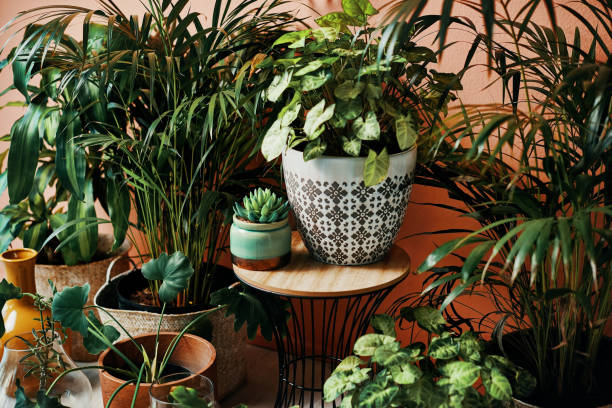 are clay pots good for plants