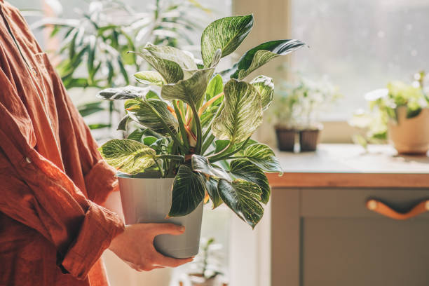 how to clean gardening pots