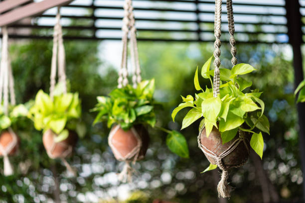 what plants are best for hanging pots