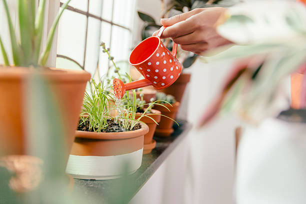 are drainage holes in pots necessary