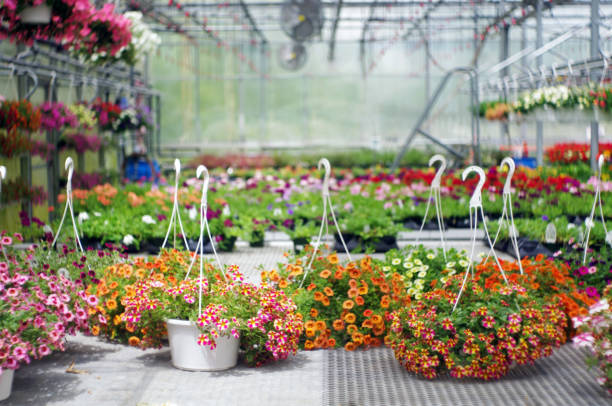 types of hanging baskets