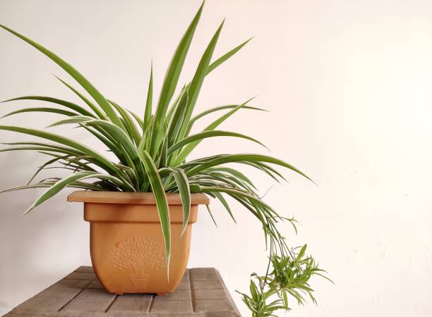 are wooden pots good for plants