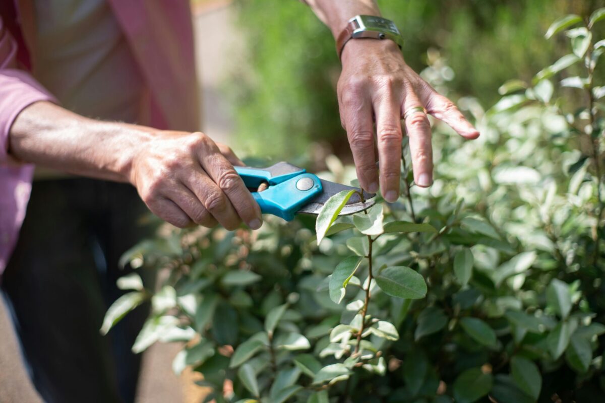 PRUNE LIKE A PRO: 4 BEST PRUNING SHEARS FOR CONTAINER GARDENING