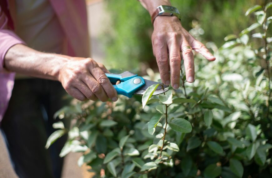 PRUNE LIKE A PRO: 4 BEST PRUNING SHEARS FOR CONTAINER…