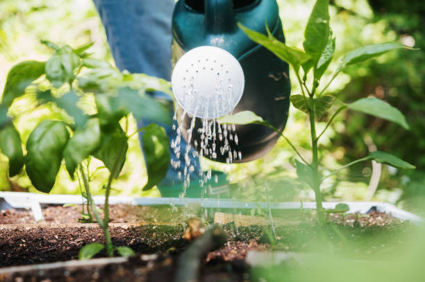 deep watering techniques