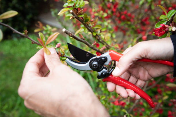 how to properly use pruning shears