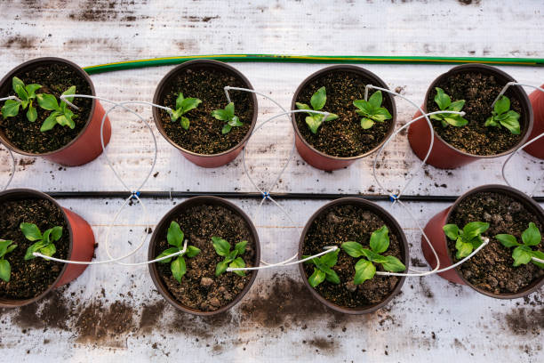 drip irrigation for pots gardening