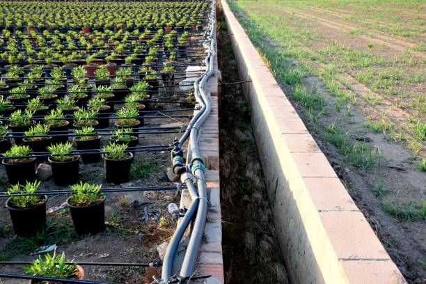 how much water does a drip irrigation plant need