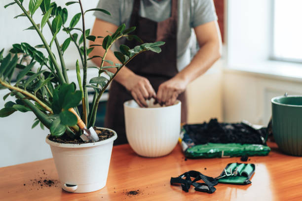 where can i buy self watering pots