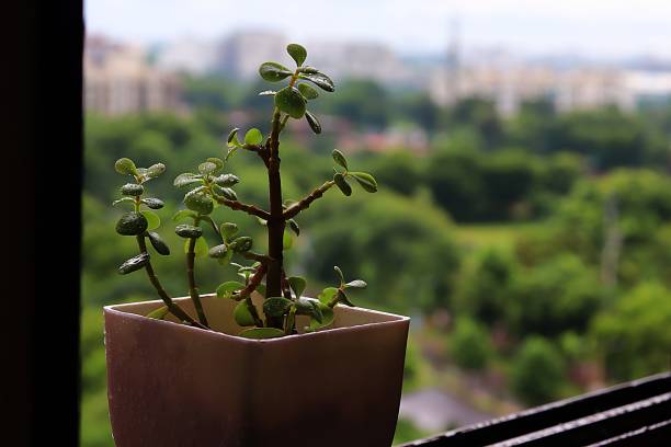 what does sunlight do for a plant