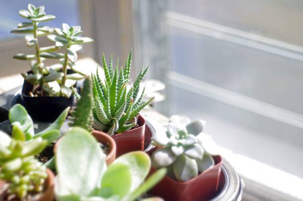 how does too much sunlight affect plants