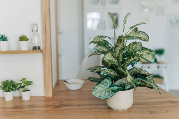 How much light do indoor plants need daily?