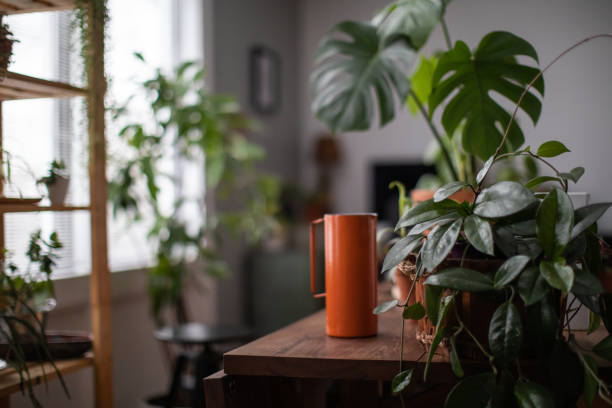 Low-light indoor plants