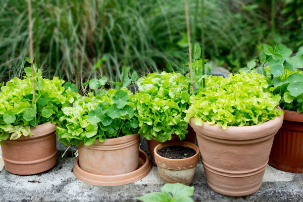 Why aren’t my plants flowering?