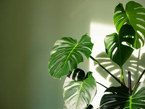 how much sunlight do plants need to grow