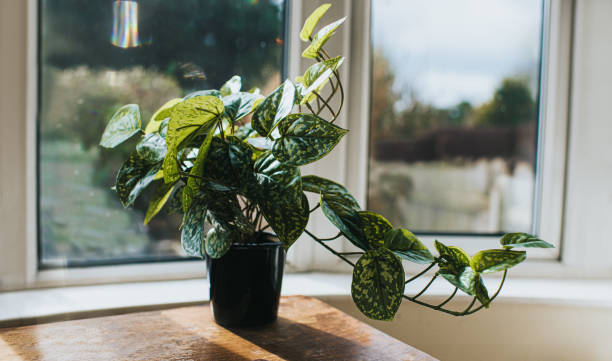 can i use a mirror to reflect sunlight for plants