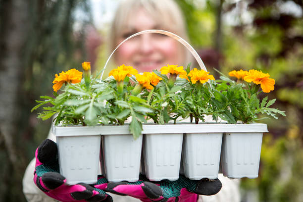 can plants have too much sunlight