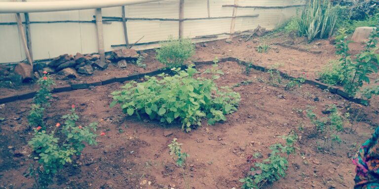 Unkempt ground garden with sparse plants and dry soil, reflecting a beginner's early struggles with gardening.