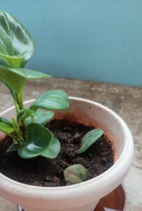 Healthy peperomia plant in a pot, showing early success in nurturing small indoor greenery.