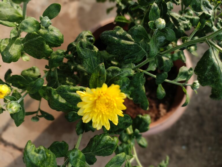 Vibrant chrysanthemum plants blooming in neatly arranged pots, marking the beginning of a successful container gardening journey.