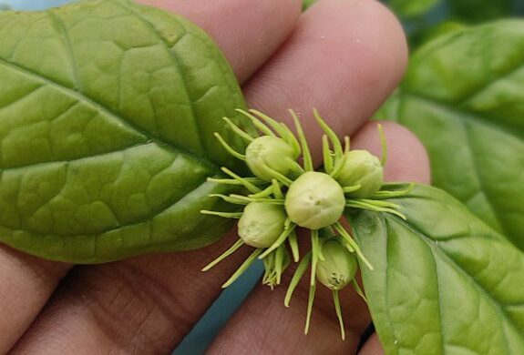 Close-up of jasmine plant buds held gently in hand, symbolizing the beginning of a personal container gardening journey.