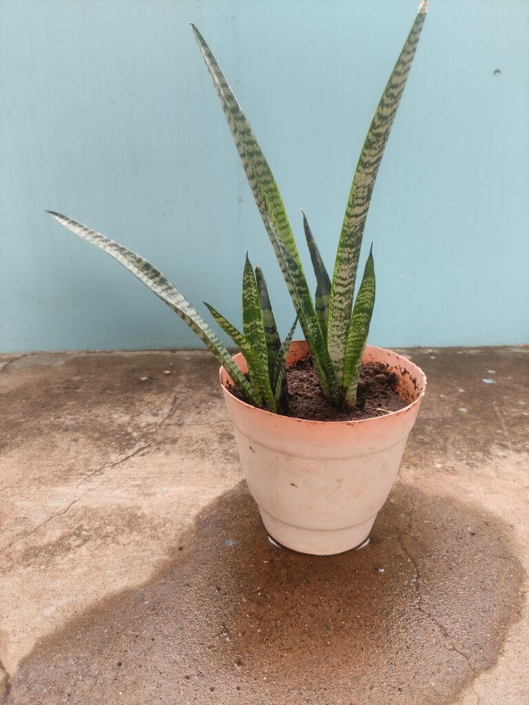 Thriving snake plant in a container, a low-maintenance win for a beginner gardener.
