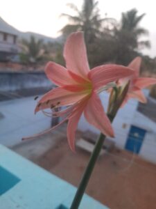 Blooming day lily in a terracotta pot, adding color to early container gardening efforts.