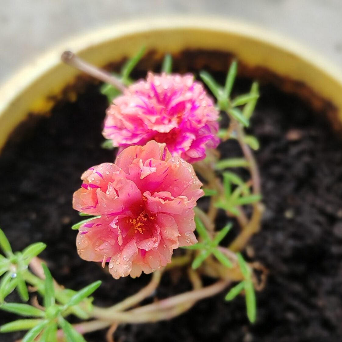 Colorful Portulaca flowers blooming in a small container pot on a balcony