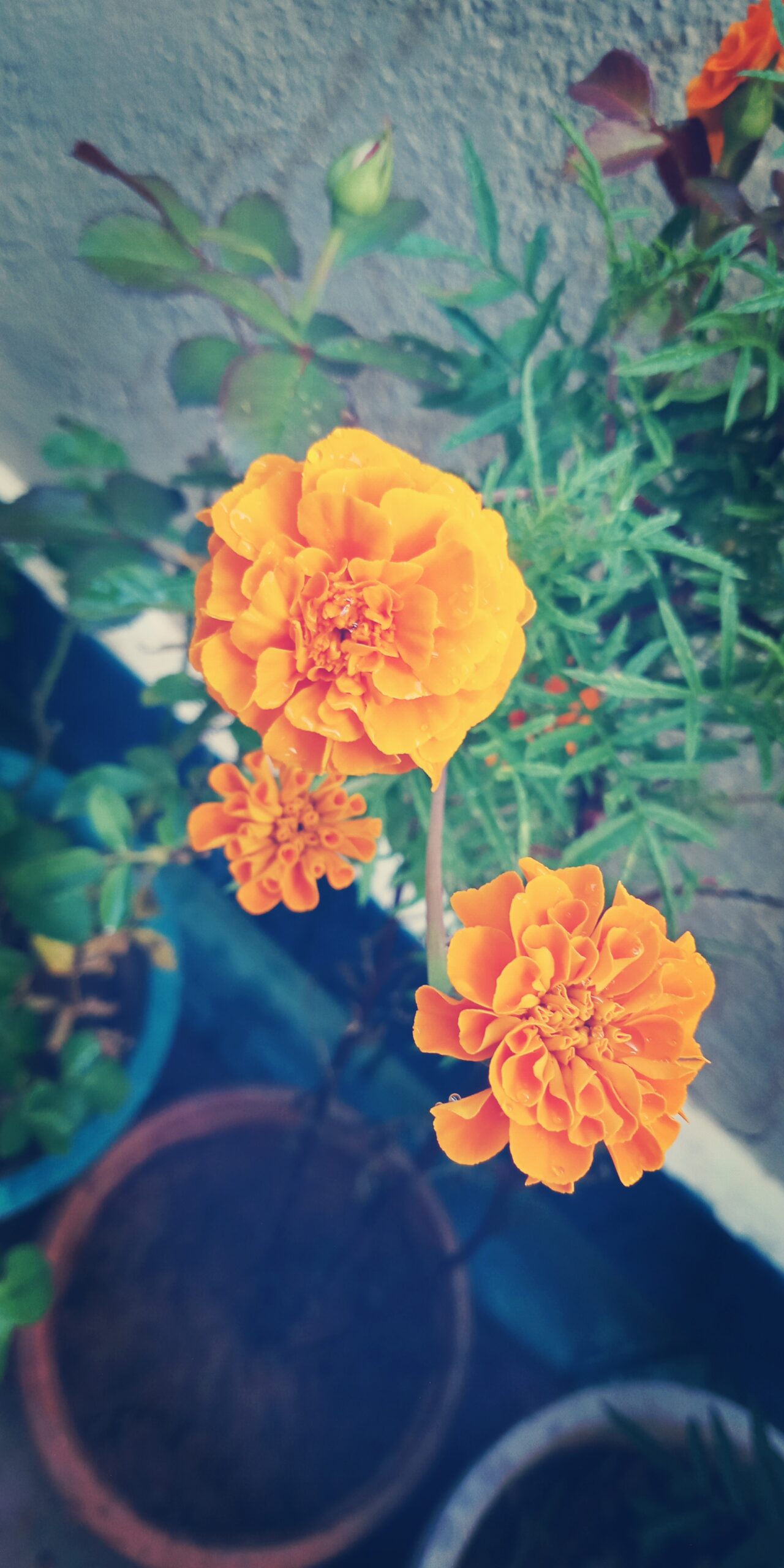 Marigold flowers blooming in terracotta pots on a sunny balcony