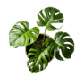 Not_So_Green_Thumb