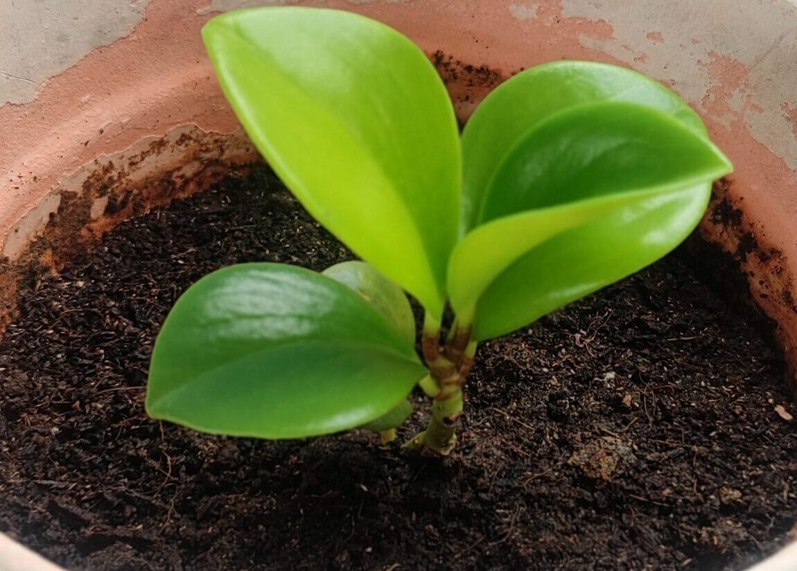 Young foliage plant growing in a plastic pot with cocopeat and compost-rich soil mix on a terrace garden – showing early growth success in a container gardening setup using soil amendments like cocopeat, compost, and perlite