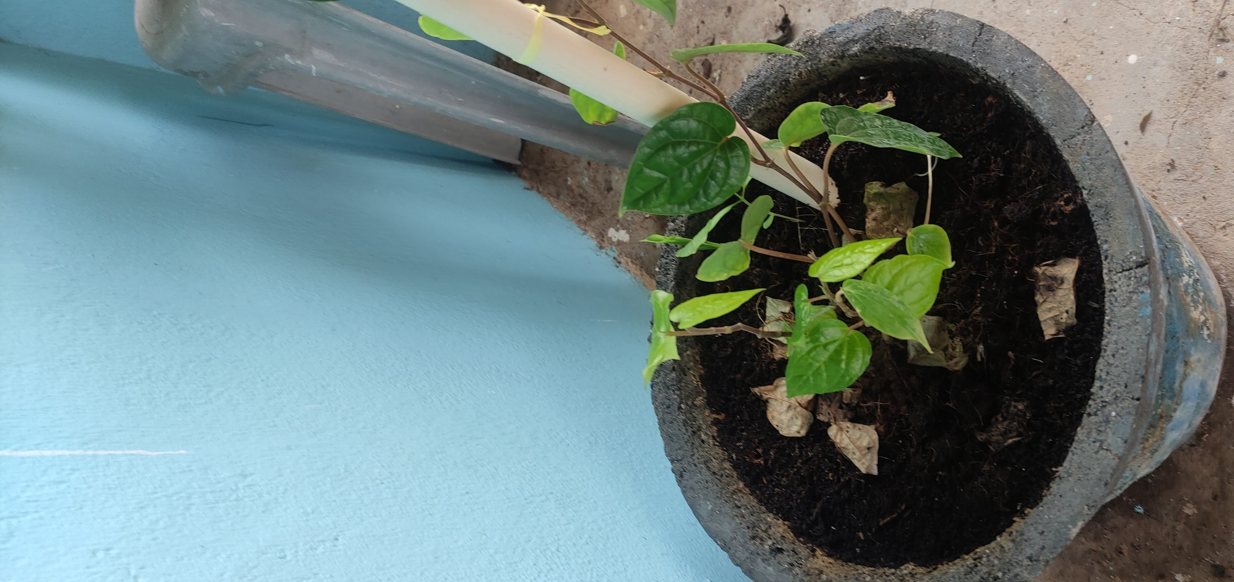Betel leaf plant growing in a recycled concrete pot using homemade potting mix, placed against a blue wall; shows early growth success in container gardening after potting mix adjustment and soil sterilisation.