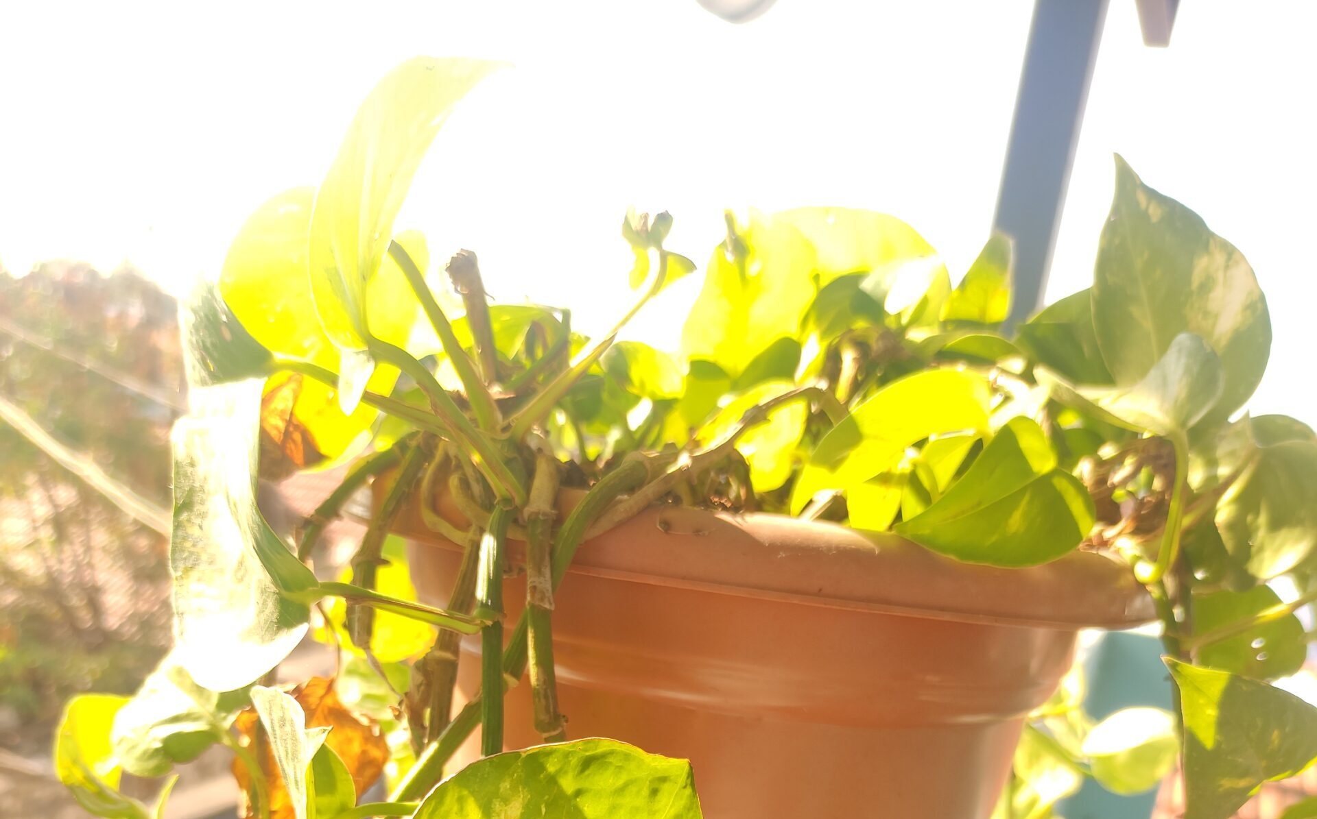 Healthy Money Plant in Sunlight – Understanding Light, Space & Drainage in Container Gardening