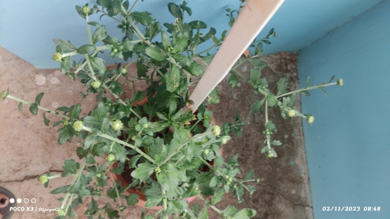 Chrysanthemum Plant in Early Bud Stage