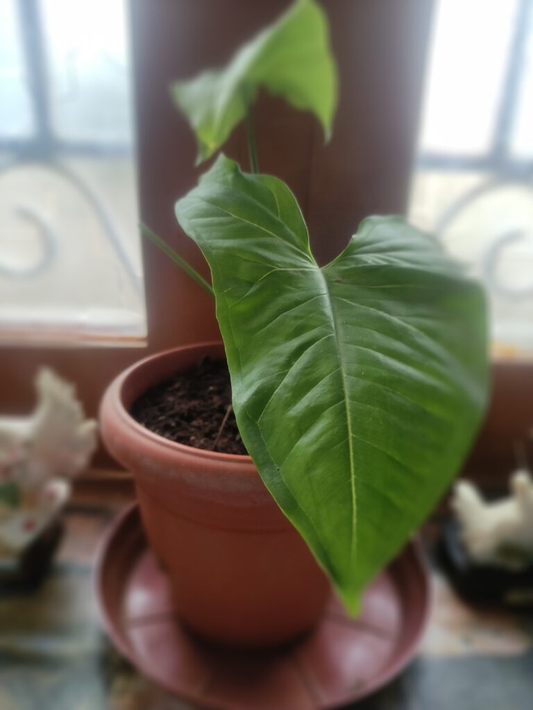 Healthy green plant thriving in a basic terracotta pot near a window, proving that a simple container is enough to start your gardening journey.