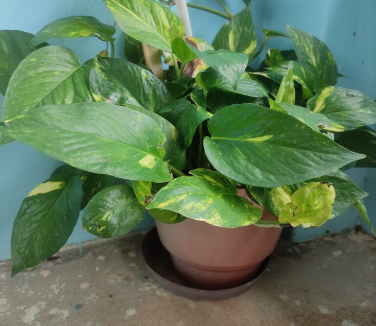 Golden Pothos in a Pot – Easy Indoor Plant for Beginners