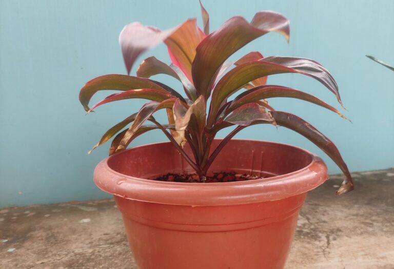 Young ornamental plant in a medium-sized plastic pot with proper drainage tray, illustrating correct pot size selection for healthy root growth.