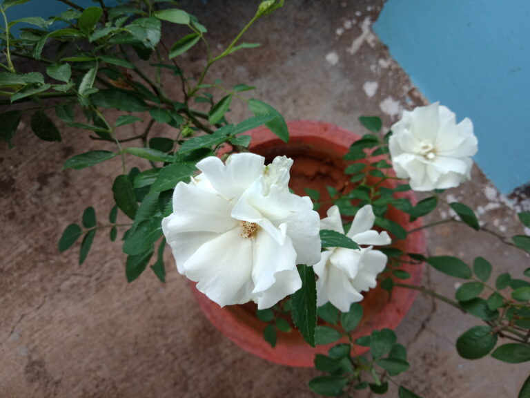 White Alternanthera blooming in a terracotta pot, symbolizing simple and mindful container gardening choices.