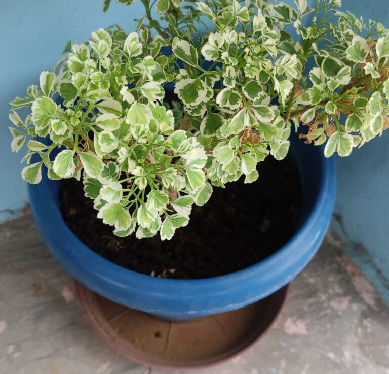 Decorative foliage plant growing in a blue plastic container with a bottom tray, showcasing the lightweight and cost-effective nature of plastic pots.