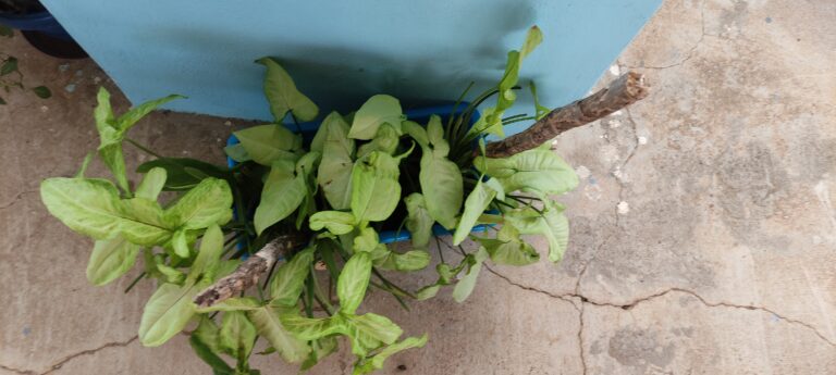 Syngonium plants growing in a shallow rectangular blue container with wooden stakes, showing space and support considerations when choosing containers.