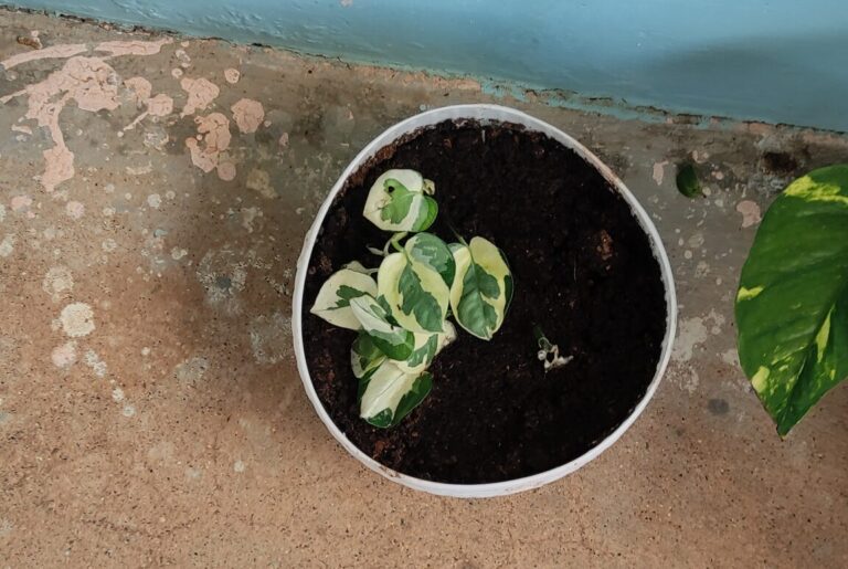 Small variegated pothos plant in a white plastic pot placed on concrete, highlighting a common misconception of using oversized containers for small plants.