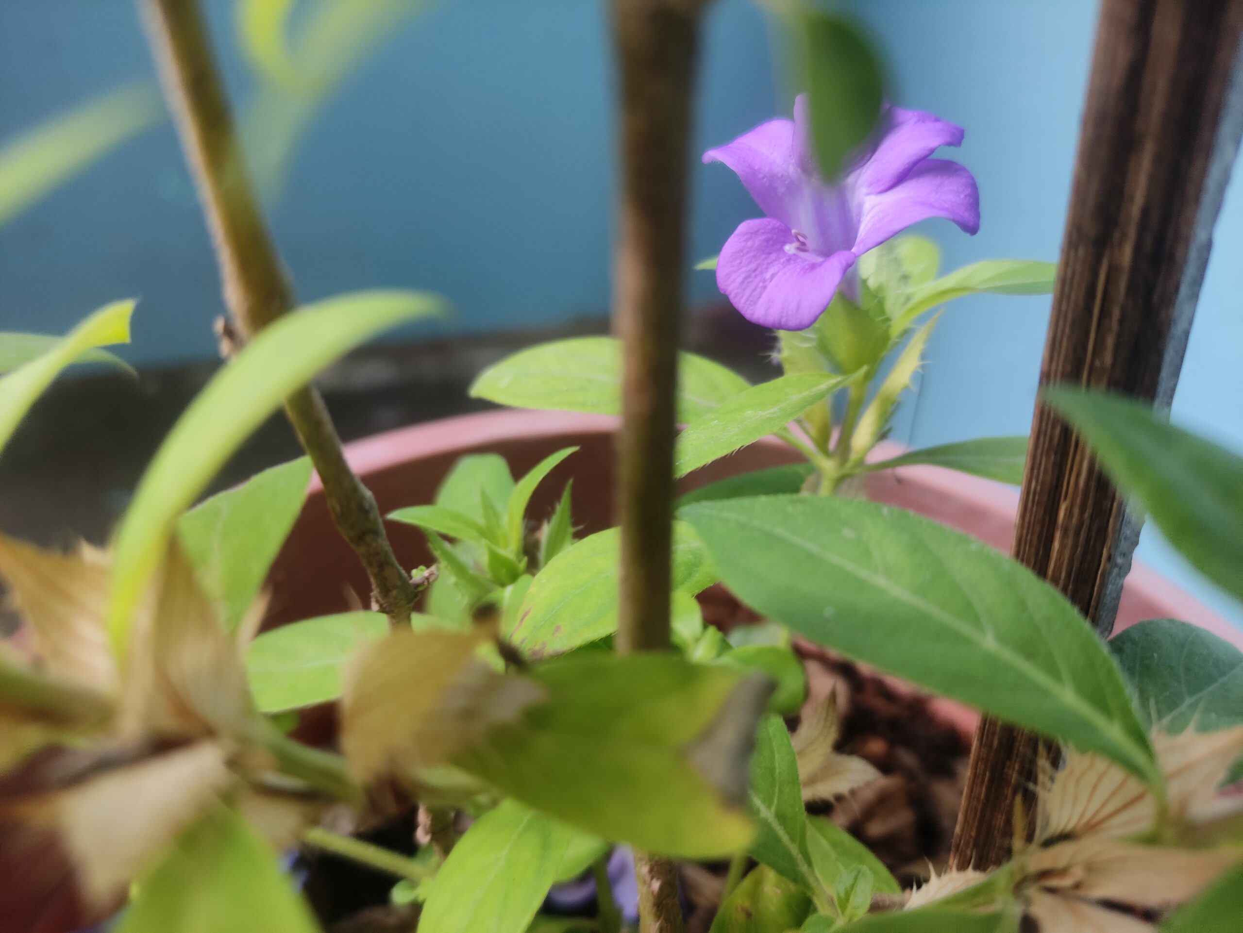 Close-up of a purple flower blooming in a container garden with mixed healthy and dry leaves, highlighting common beginner mistakes like overcrowding and poor pruning in container gardening