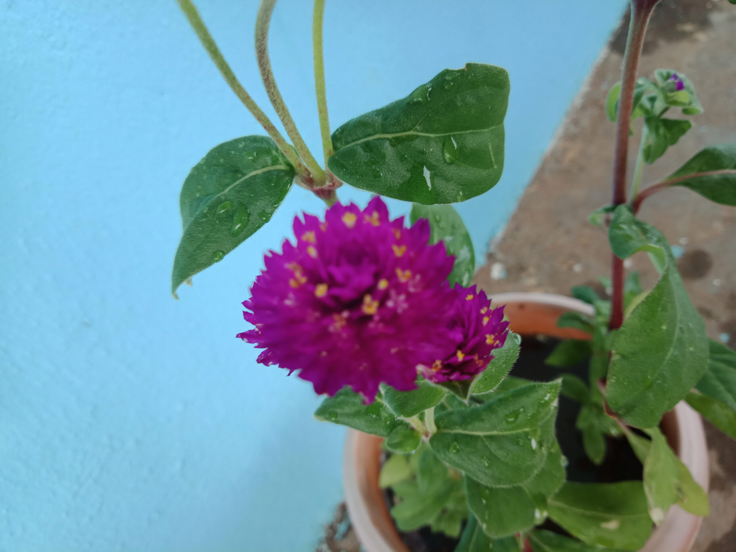 Vibrant purple Gomphrena flower growing in a terracotta containers placed beside a blue wall – a thriving example of container gardening.