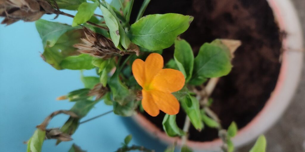 A close-up of a potted flowering plant with a single orange bloom and several dried stems, reflecting mixed success from liquid fertilizer trials in container gardening