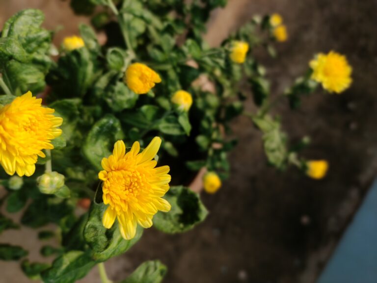 Close-up of healthy yellow chrysanthemum flowers blooming in a sunlit container garden, showing strong response to organic liquid fertilizer.”